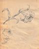 Blommor
